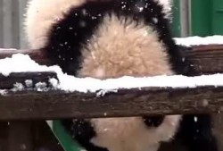 吃瓜小熊txt,揭秘娱乐圈背后的秘密与真相