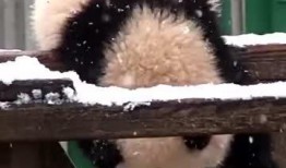 吃瓜小熊txt,揭秘娱乐圈背后的秘密与真相