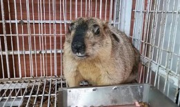 吃瓜小耗子,吃瓜小耗子的趣味生活点滴