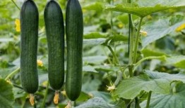 吃瓜播放量,揭秘热门话题背后的秘密