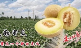 民勤吃瓜事件,一场引发社会关注的网络热议