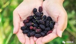 尿酸高吃矮瓜吗,矮瓜的食用建议与注意事项