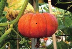 消化型吃瓜,轻松解读网络热点的趣味指南