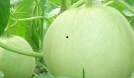 孕妇可以吃瓢子瓜吗,营养与安全的双重保障