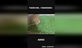 吃瓜小耗子,吃瓜小耗子的趣味生活点滴