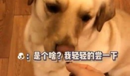 当狗子吃瓜,揭秘宠物界的趣味瞬间