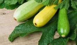 吃瓜博主5,揭秘娱乐圈幕后真相