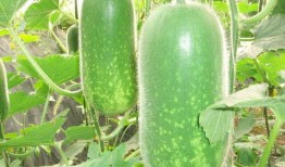 51cg吃瓜今日吃瓜必吃热门大,今日热门大事件深度解析