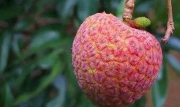 瓜吃荔枝,品味瓜果与荔枝的完美邂逅