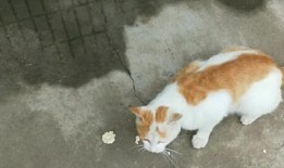 瓜州牧的猫条可以吃吗,揭秘猫咪美食新选择