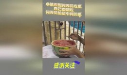 吃瓜小熊txt,揭秘娱乐圈背后的秘密与真相