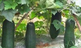 草瓜可以吃吗,天然美食，健康之选