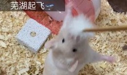 安逸吃瓜短剧,短剧里的欢乐时光