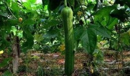 草瓜可以吃吗,天然美食，健康之选