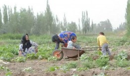 吃瓜群众屏山,吃瓜群众揭秘幕后真相