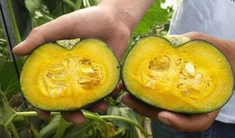 贝贝瓜吃皮吗,揭秘瓜果新吃法