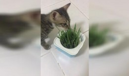吃瓜奶猫,揭秘猫咪的“美食侦探”生活