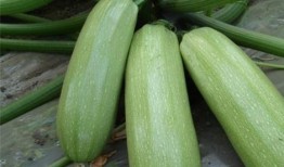 吃田瓜有什么好处,揭秘吃田瓜的五大益处