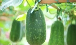 秋后吃瓜在线阅读,一场别开生面的网络阅读盛宴