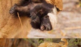 埃及猫吃瓜群,揭秘猫咪社交圈的热闹日常