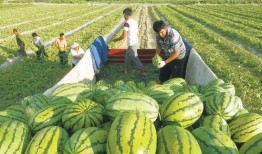 jrs之家吃瓜,一场吃瓜盛宴背后的故事