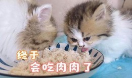 吃瓜奶猫,揭秘猫咪的“美食侦探”生活
